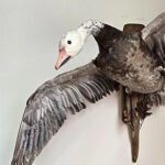 Exotic Bird Taxidermy: Preserving Nature’s Most Colorful Creatures