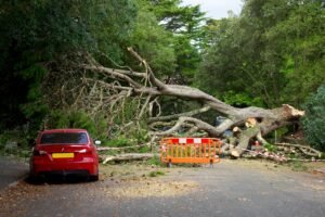 Best Time of Year for Tree Removal: What Homeowners Should Know