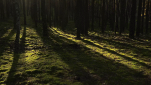 Thrilling Jeep or SUV Mount Fuji Trip: Adventure Beyond Tokyo