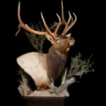 A Complete Guide to Animals Taxidermy and the Artistry of Wildlife Expressions Taxidermy