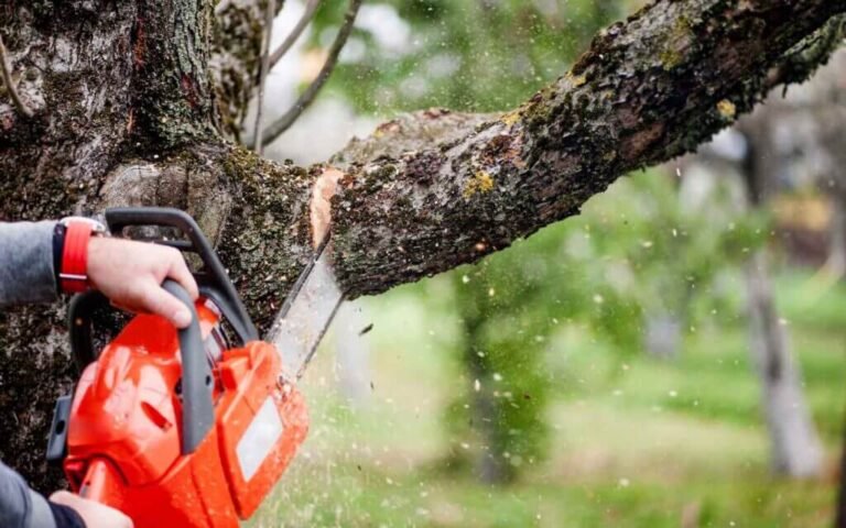 Tree Removal in Canberra