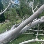 A Clear Guide to Safe and Efficient Land Clearing for Property Owners