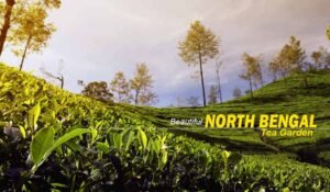 North Bengal Package Tour – Experience Tea Gardens, Wildlife, and Himalayan Views