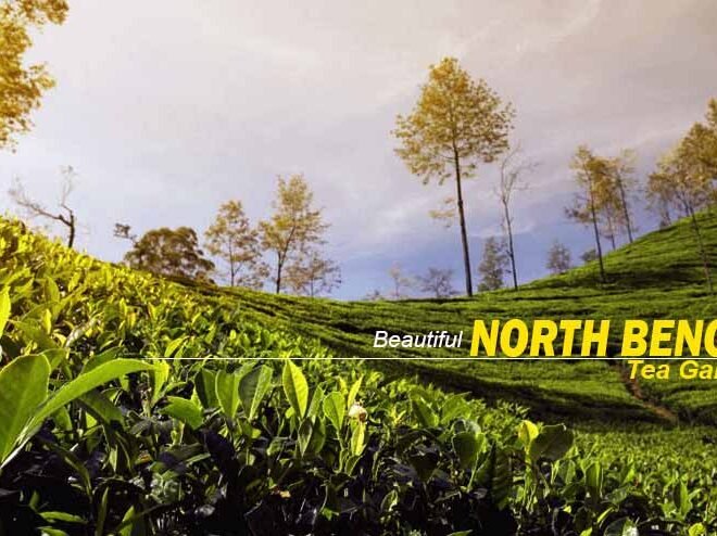 North Bengal Package Tour – Experience Tea Gardens, Wildlife, and Himalayan Views