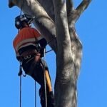 Arborist Brisbane: Why Professional Tree Care Matters for Healthy and Safe Landscapes