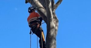 Arborist Brisbane: Why Professional Tree Care Matters for Healthy and Safe Landscapes