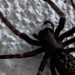 Pest Control Canberra