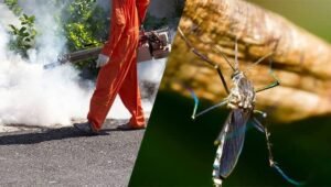 Mosquito Control Queens: Effective Solutions for Homes and Businesses