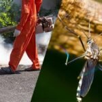 Mosquito Control Queens: Effective Solutions for Homes and Businesses