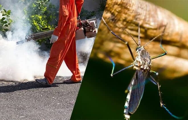 Mosquito Control Queens: Effective Solutions for Homes and Businesses