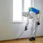 Ant Control NYC: Effective Solutions for Ant Infestations