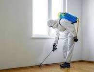 Ant Control NYC: Effective Solutions for Ant Infestations