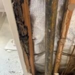 Termite inspection Sunshine Coast