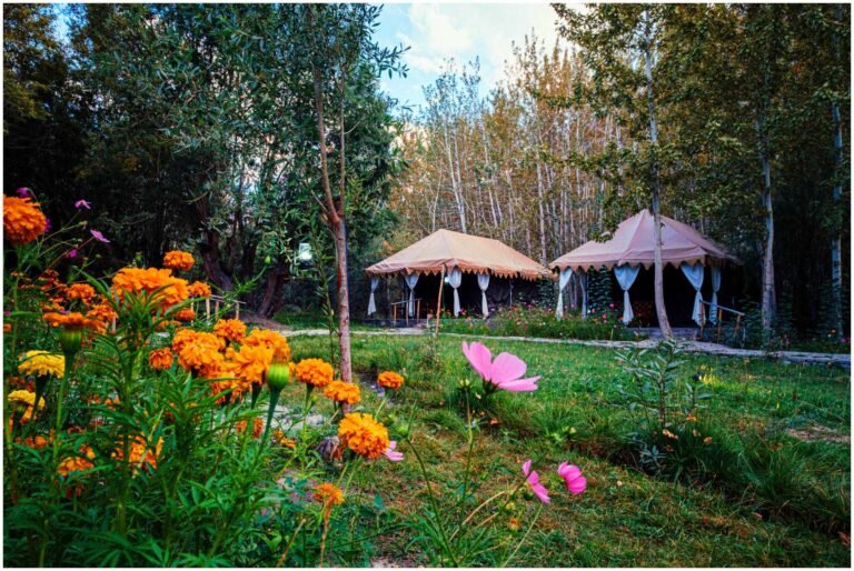 Exploring Nubra Valley: Best Cafes, Organic Cuisine, and Comfortable Stays