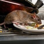 Rodent Control