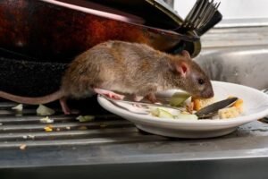 Rodent Control