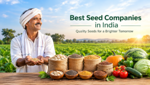 F1 Tomato Seeds: A Smart Choice for Modern Tomato Farming