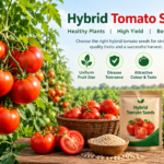 Hybrid Tomato Seeds: A Smart Choice for Modern Tomato Farming