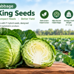 F1 Hybrid Cabbage Seoul King Seeds for Modern Farming