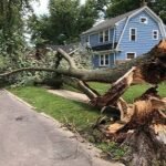 Trees by Forrest: Reliable Tree Service Minneapolis for Healthier, Safer Yards