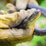How Irrigation Systems Create Hidden Snake Habitats Around Columbia Homes