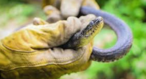 How Irrigation Systems Create Hidden Snake Habitats Around Columbia Homes