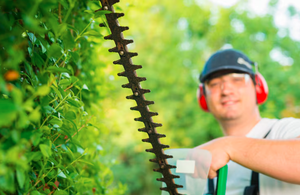 Professional Tree Pruning Knightdale NC, Best Tree Removal Company in Knightdale NC – Tree M Elimination, LLC