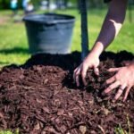 Salas Services: Professional Tree Removal Services in Colleyville TX for Safer Properties