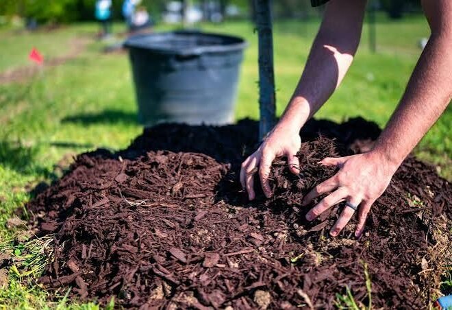 Salas Services: Professional Tree Removal Services in Colleyville TX for Safer Properties
